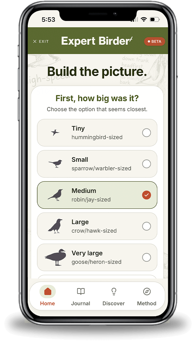 Build the picture screen in Expert Birder