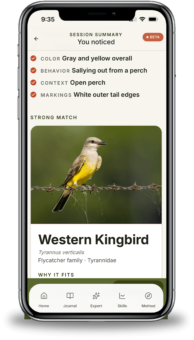 Confirm & learn screen in Expert Birder