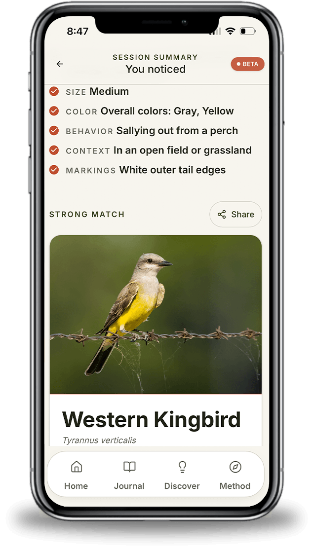 Confirm & learn screen in Expert Birder