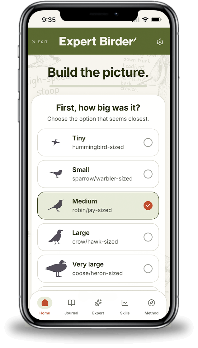 Build the picture screen in Expert Birder